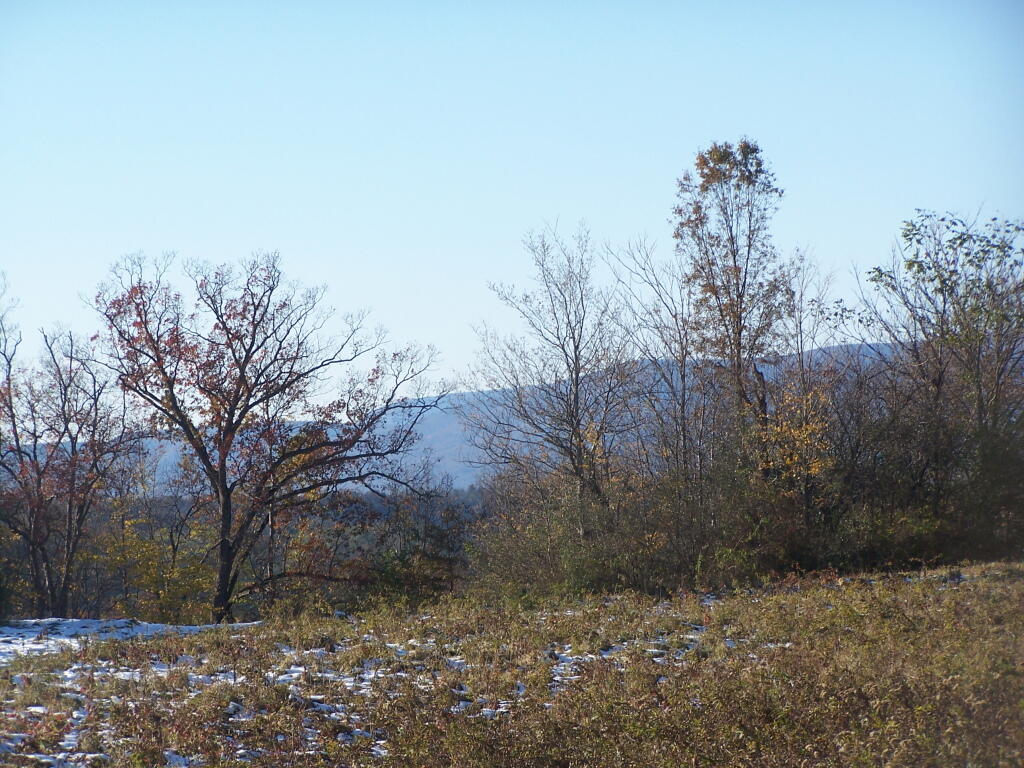 Photo: Behind the Trees