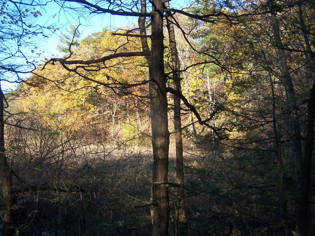 Photo: Marshlands Along River