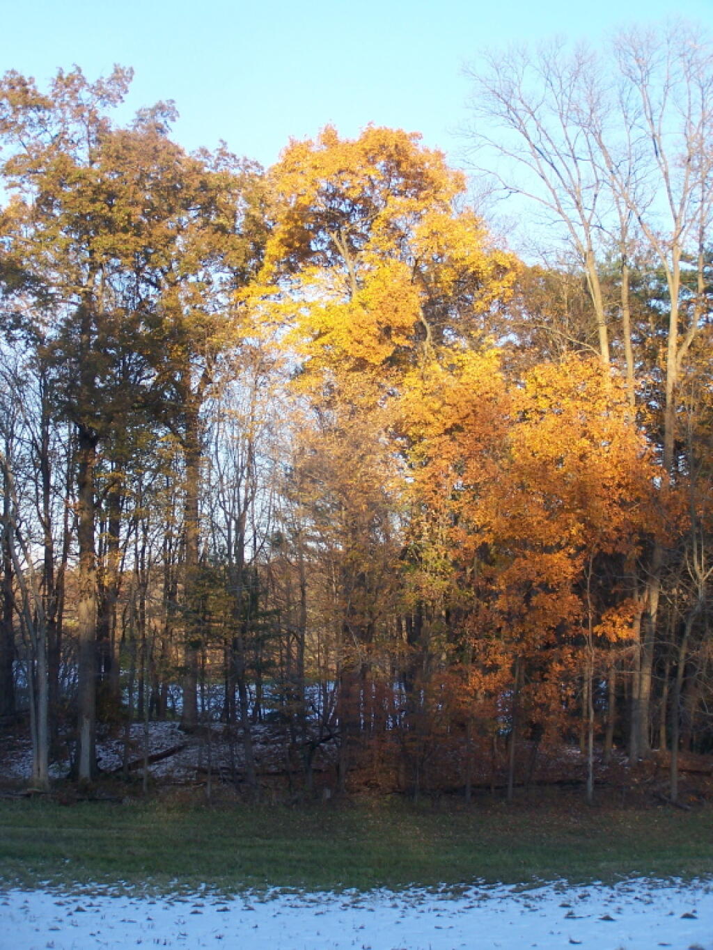 Photo: Orange Tree