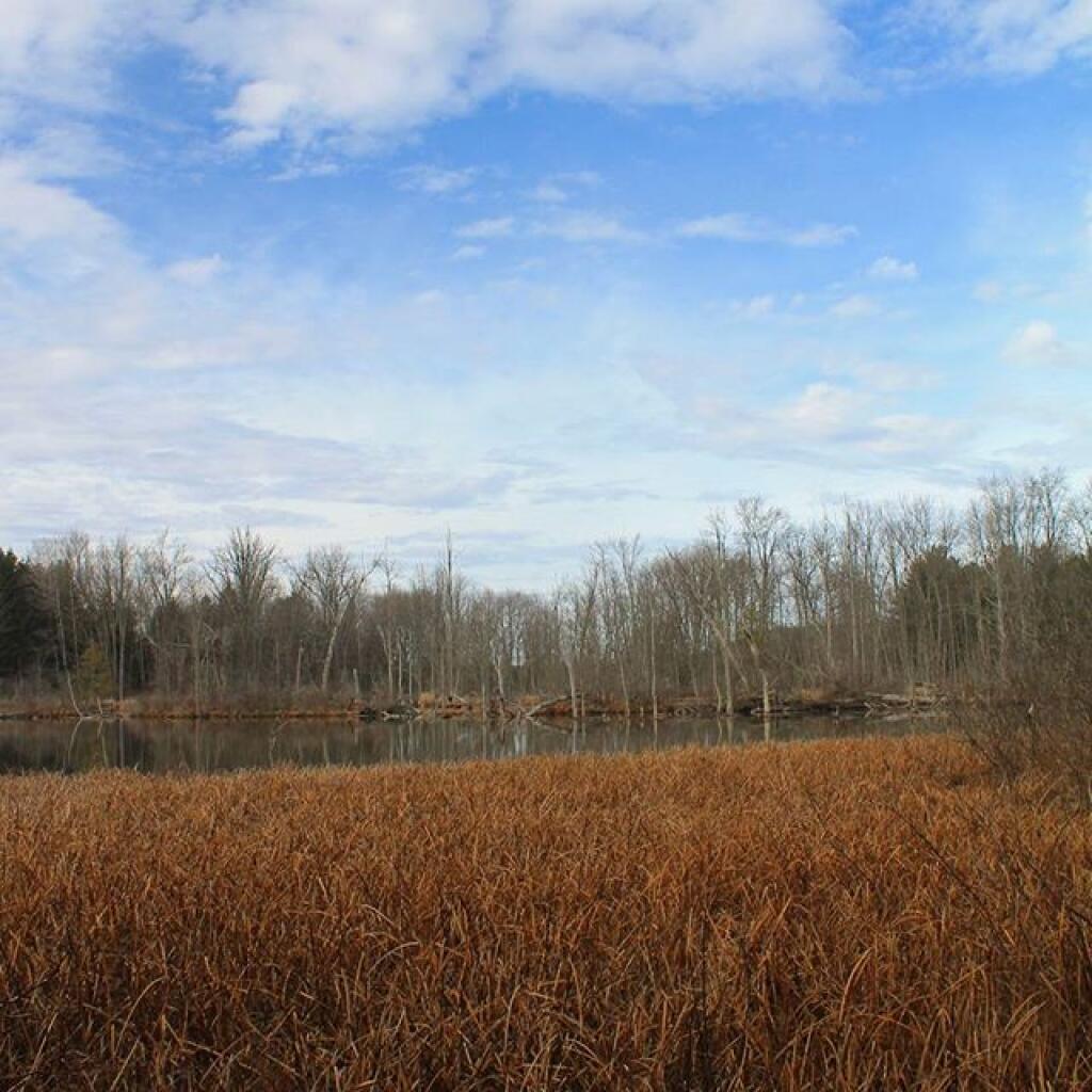 Photo: Pond