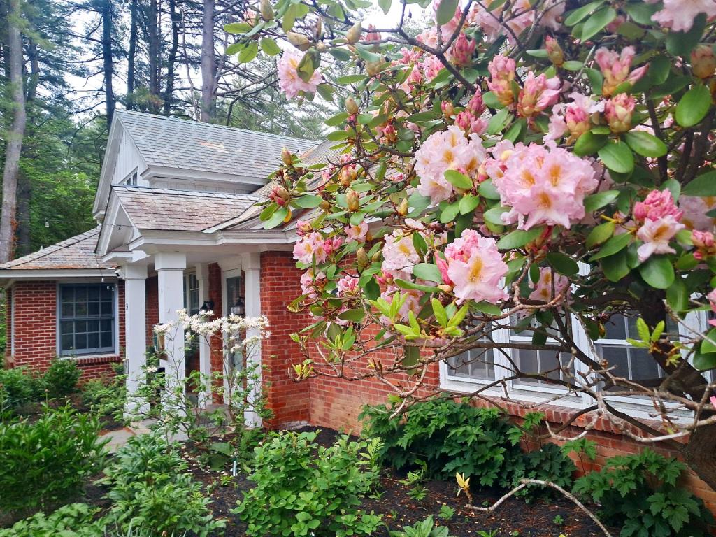 Photo: Rhododendron [Expires June 6 2026]