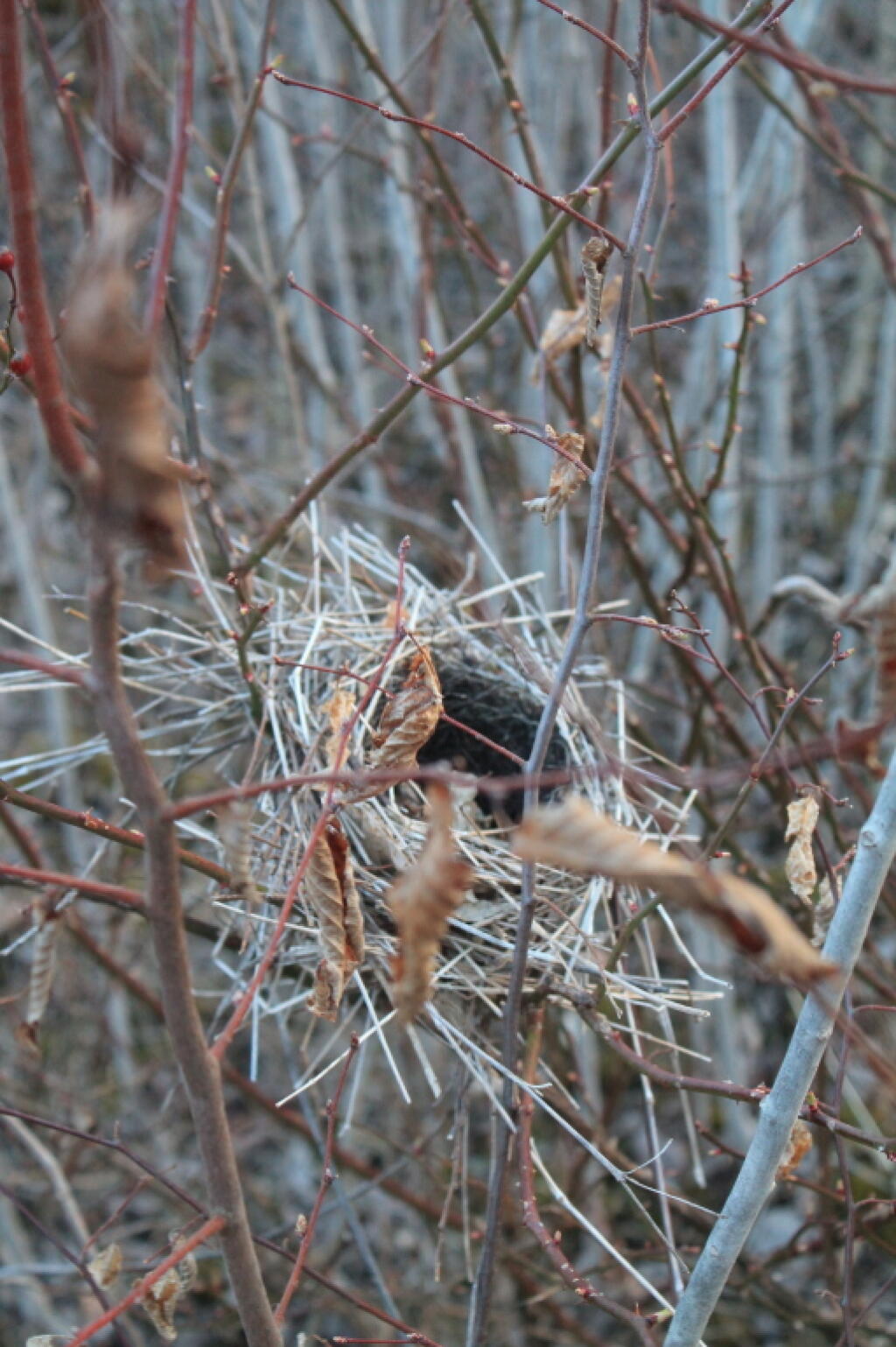 Photo: Birds Nest
