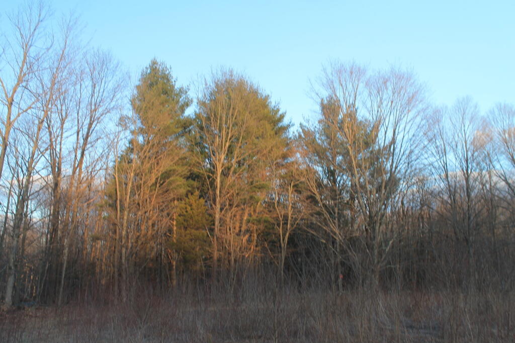 Photo: Evening Sun