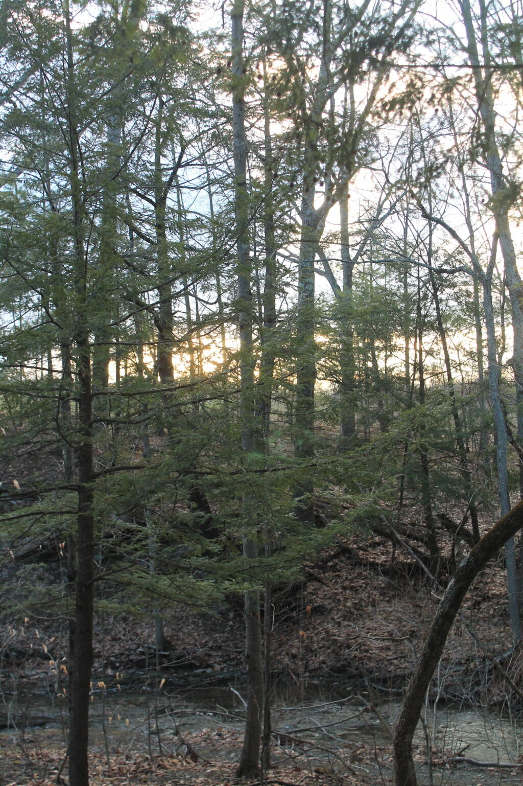 Photo: Above the Ravine