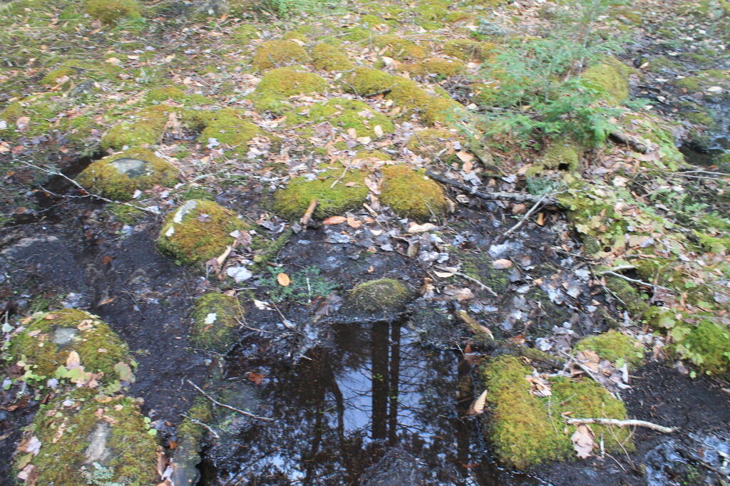 Photo: Mud Puddle