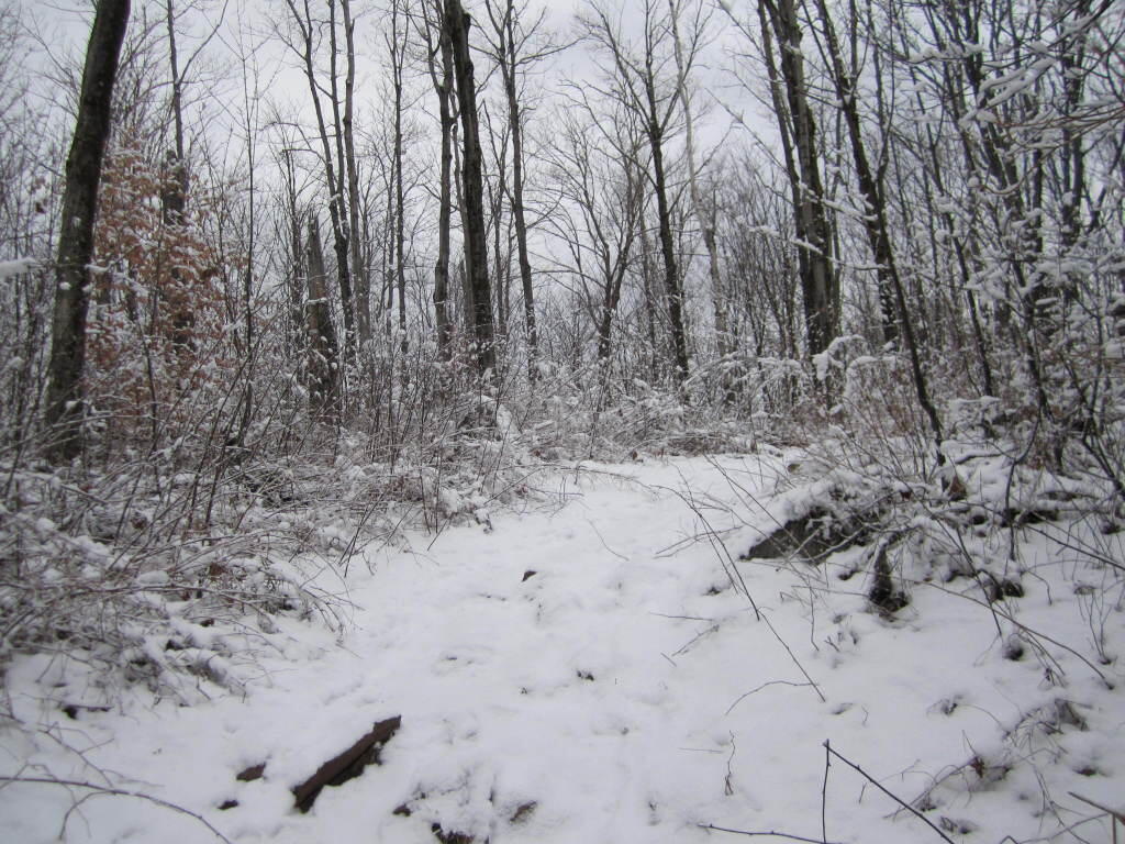 Photo: Snow Covered Forest