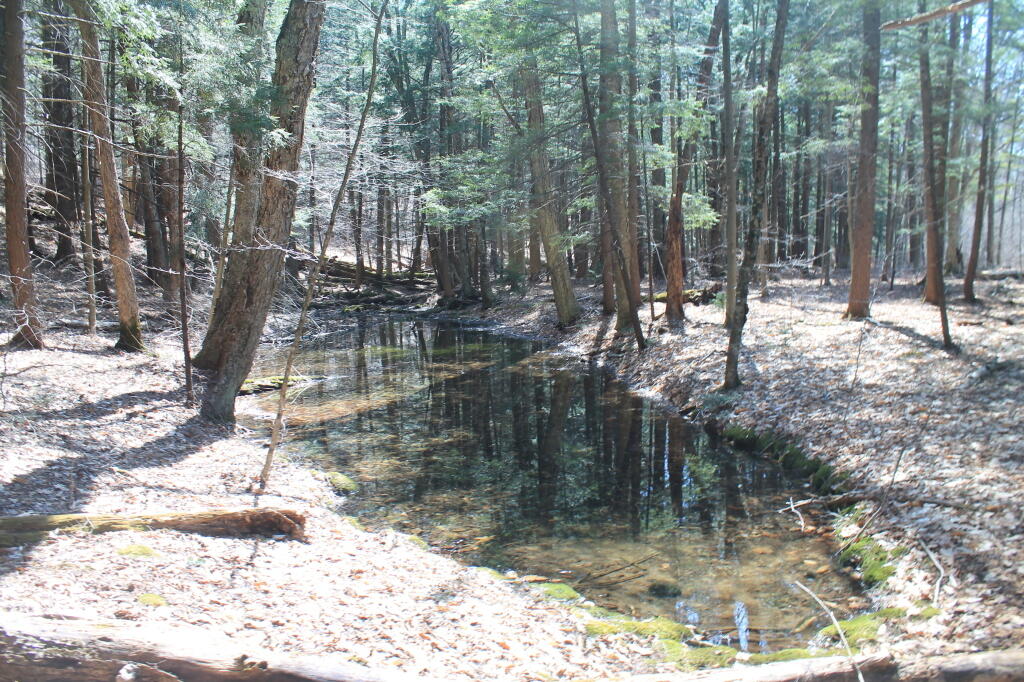 Photo: Vernal Pond Below