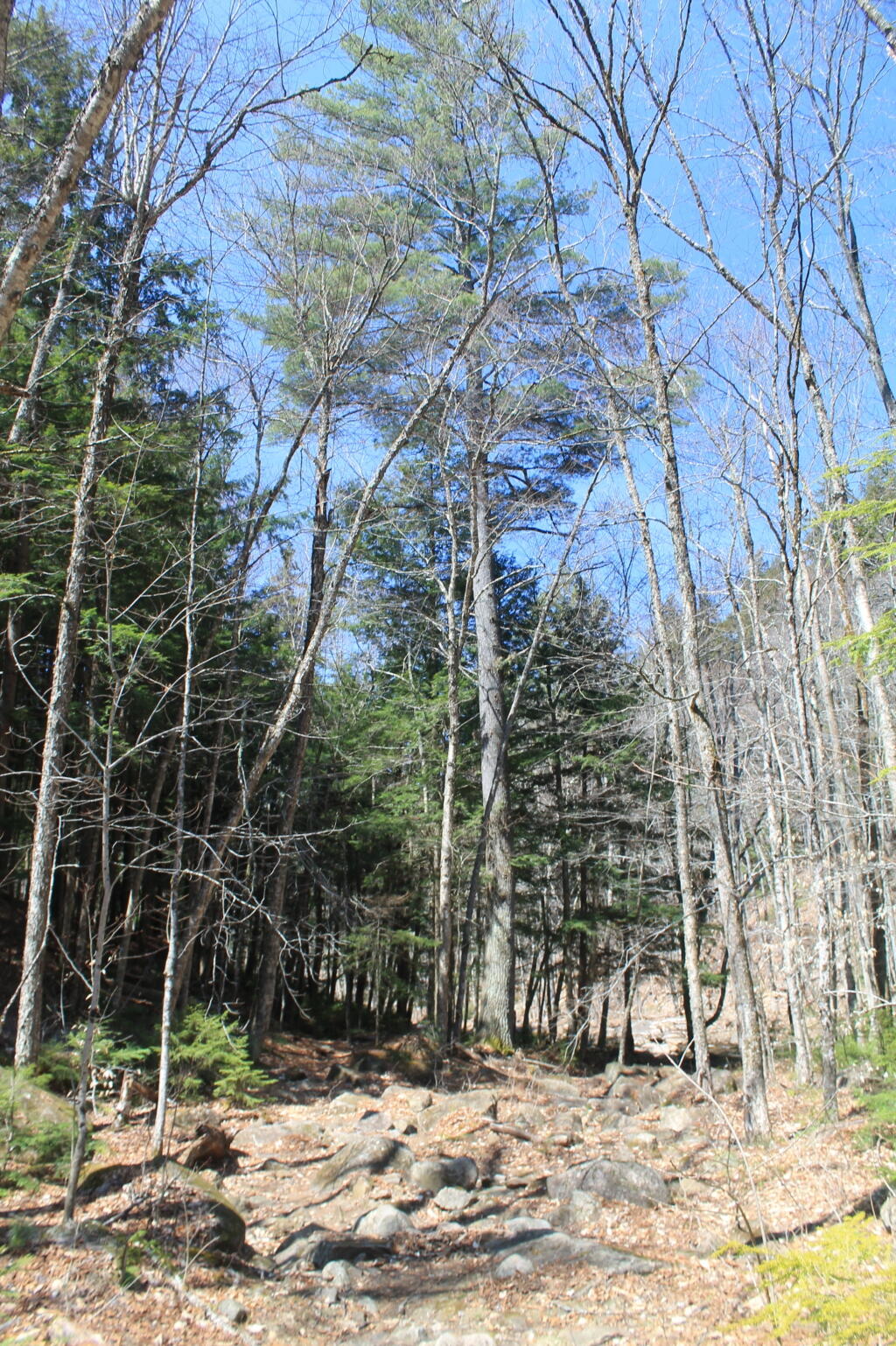 Photo: Photo.2013.04.28 12.56.25