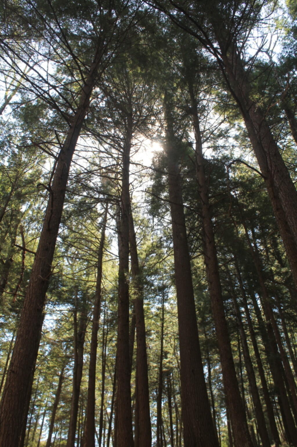 Photo: In the Woods