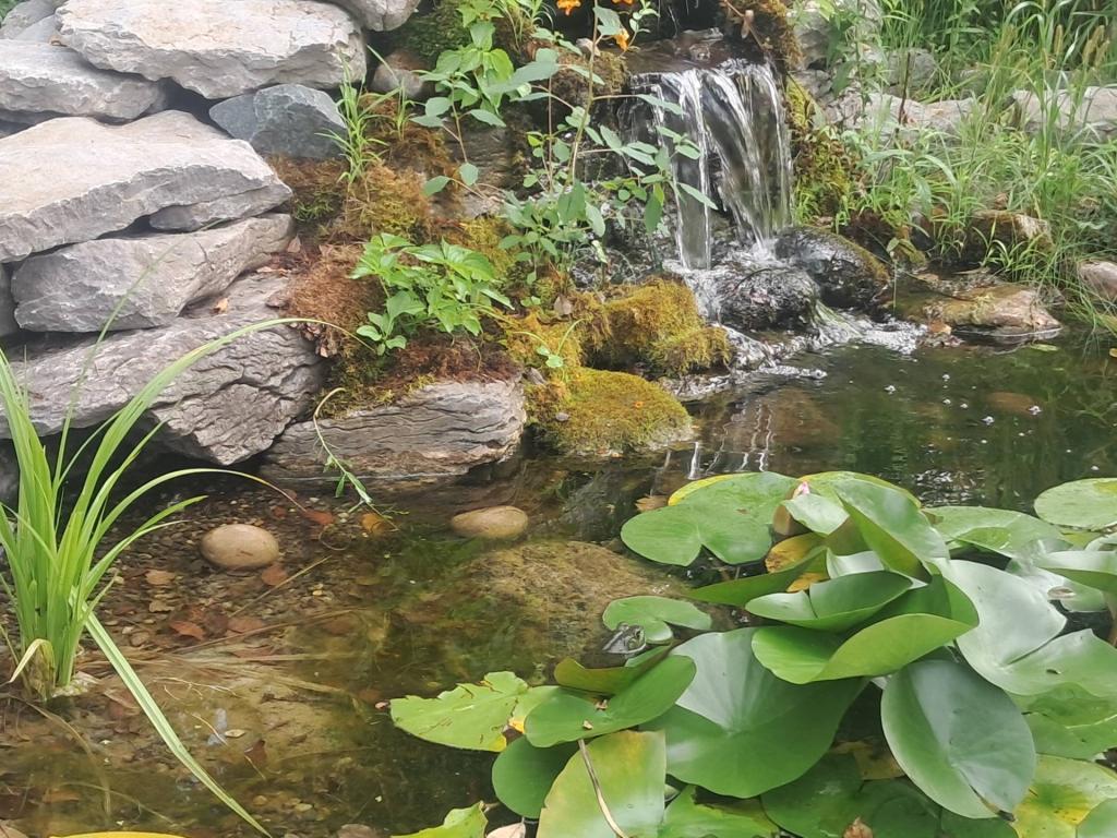Photo: Frogs [Expires September 5 2026]