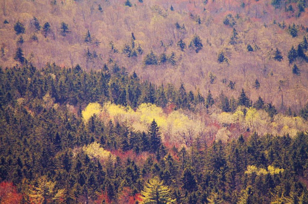 Photo: Old Farm Road Greening Up