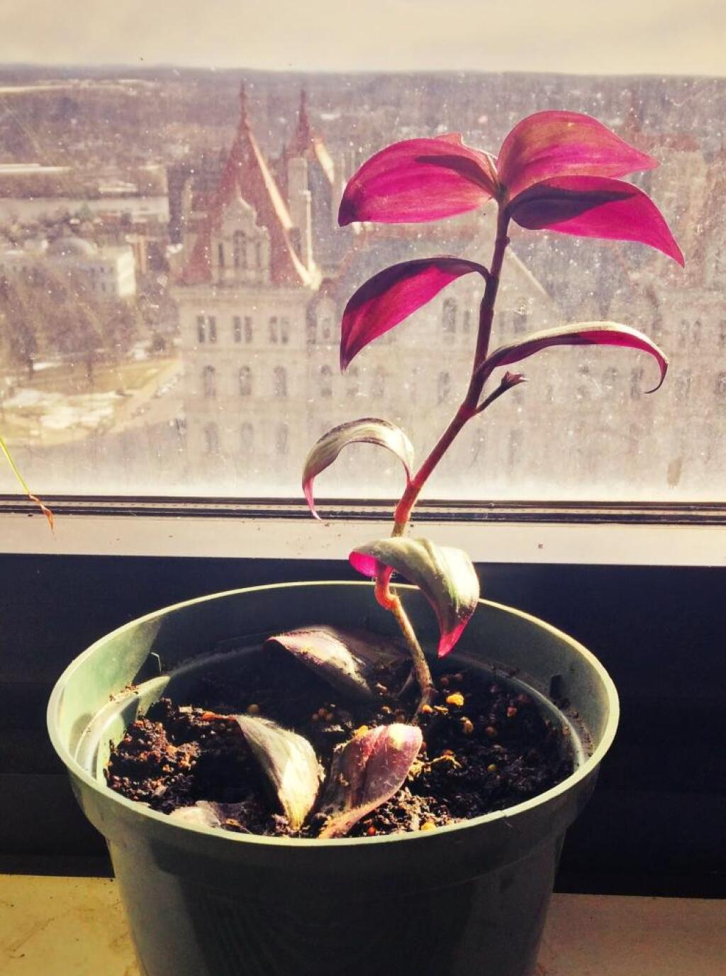 Photo: Wandering Jew