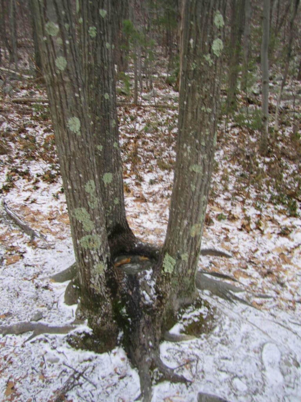 Photo: Three Trees