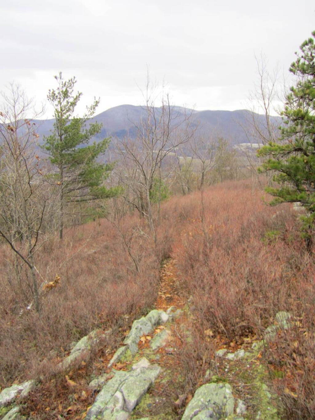 Photo: Towards Mount Greylock