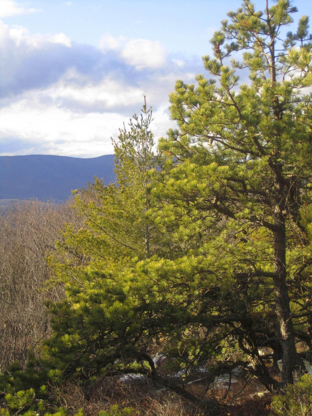 Photo: Taconics in the Distance