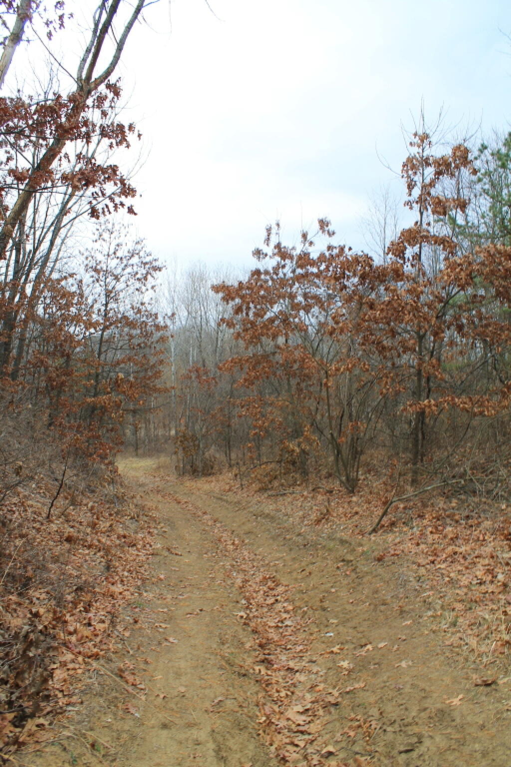 Photo: Heading Towards the Pond