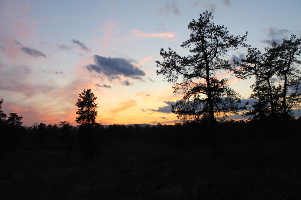 Photo: Dark Tree Outline