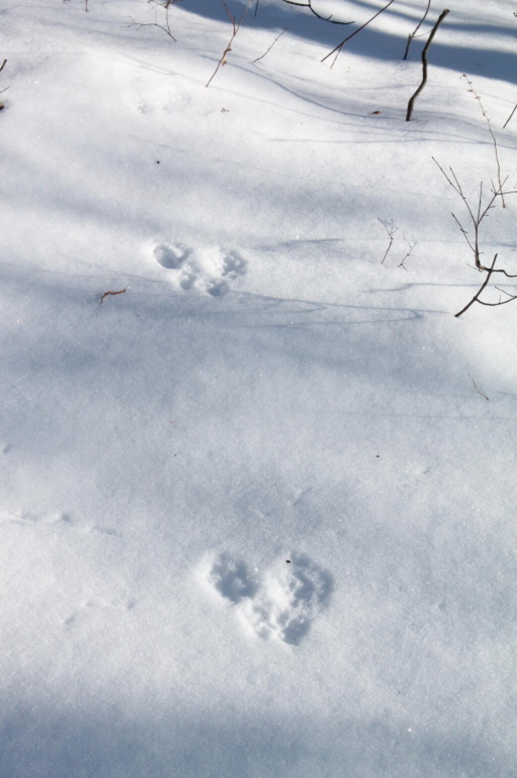 Photo: Rabbit Prints
