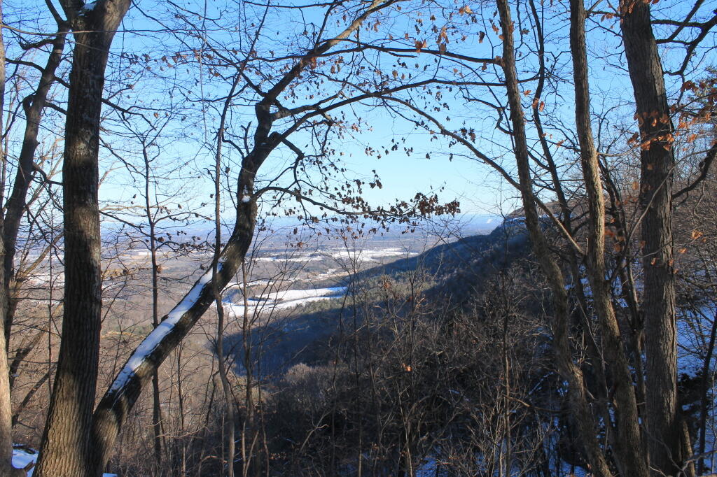 Photo: Thru the Trees