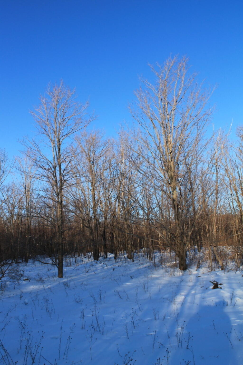 Photo: Deep Blue Skies