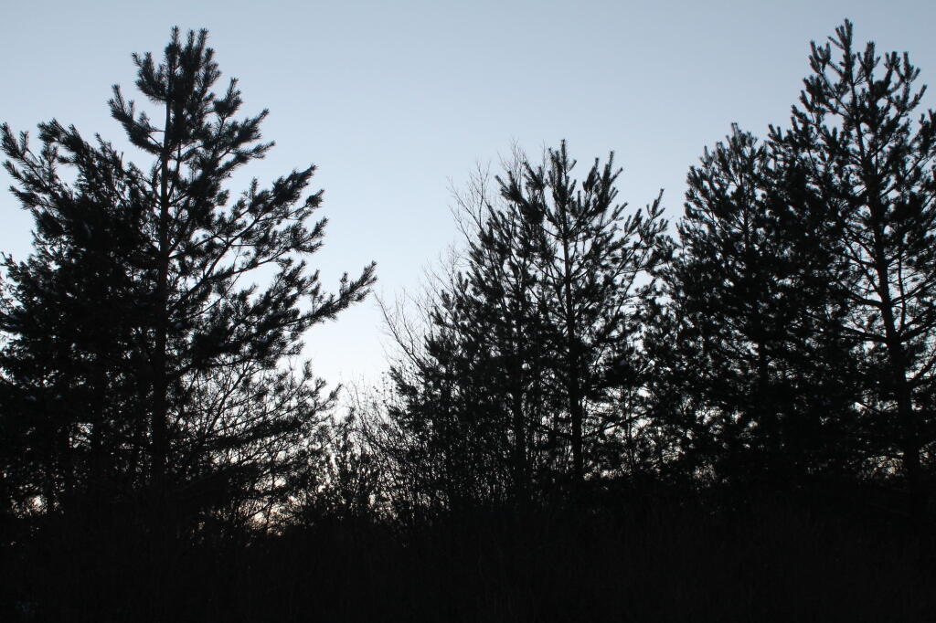 Photo: Trees in Shadow