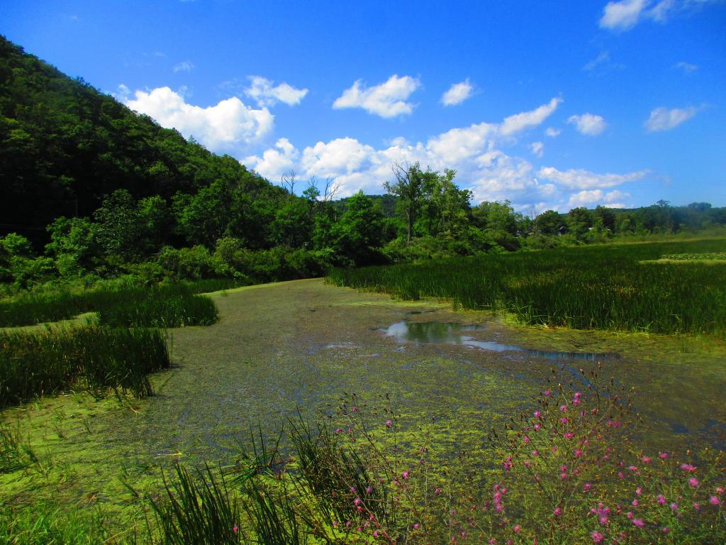 Photo: Marsh near the end of the Catharine Valley Trail