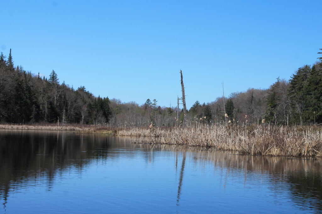 Photo: Very Shallow and Marshy Here