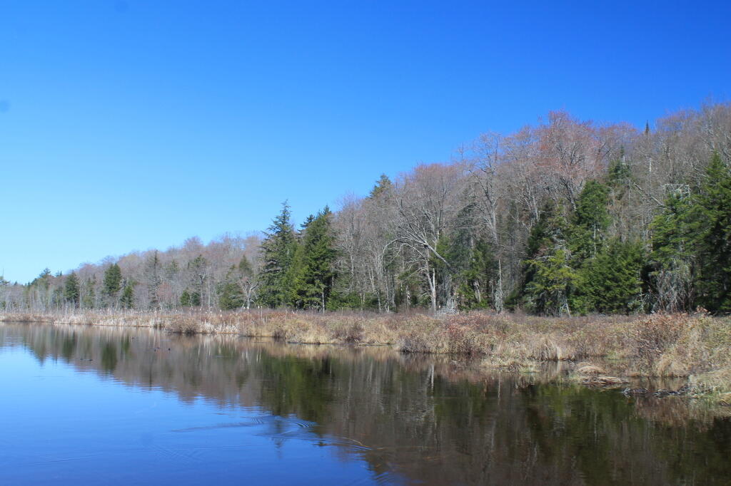 Photo: Southern Edge of Pond