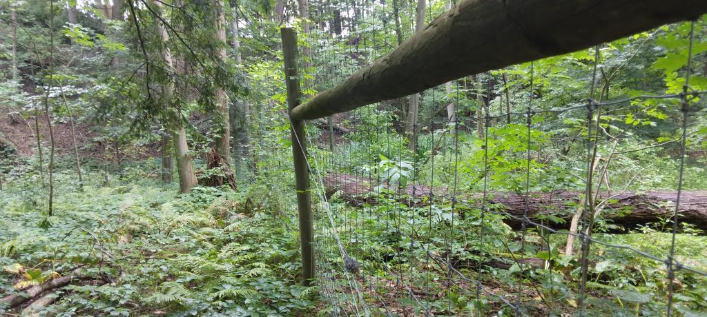 Photo: Deer grazed vs deer protected areas in the Wildflower Gardens 🦌