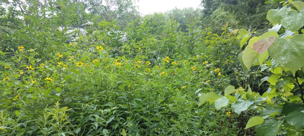 Photo: In the Wildflower Gardens
