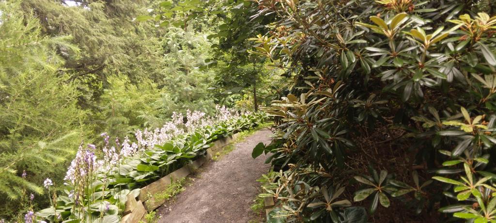 Photo: Mountain Laurel reminds me of Almost Heaven West Virginia