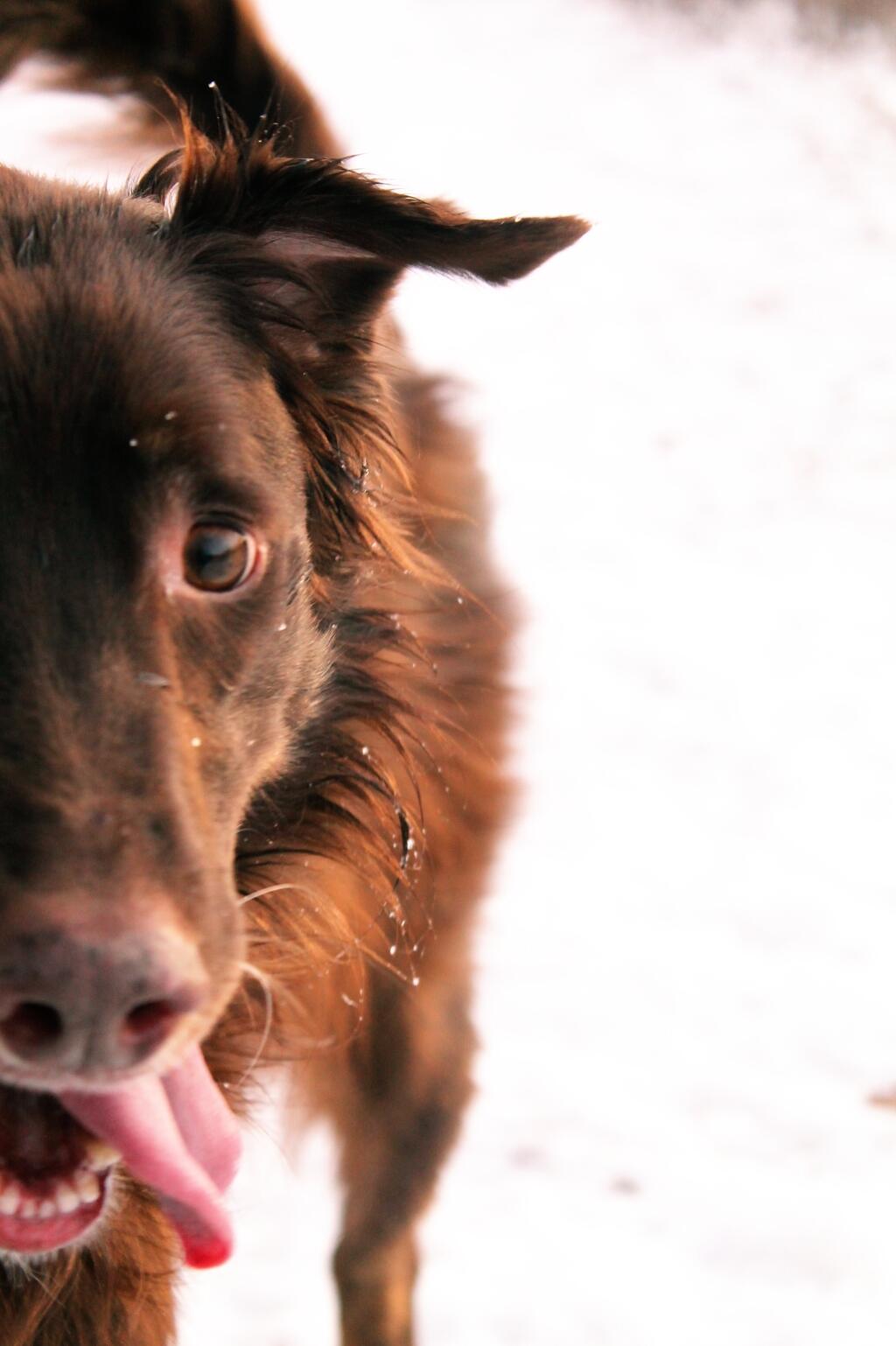 Photo: Dog Treat Now.
