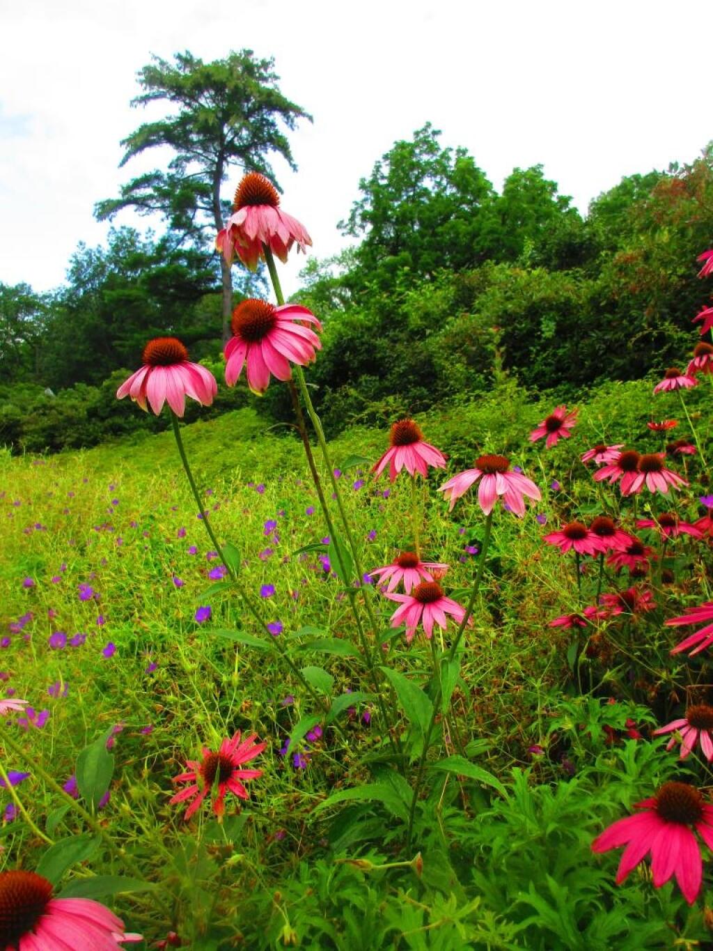 Photo: Exploring the Botanical Gardens