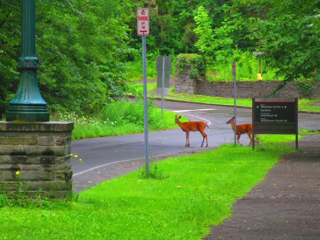 Photo: Deer Crossing Forest Home Road 🦌