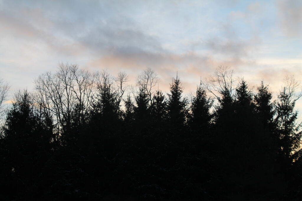 Photo: Tree Line