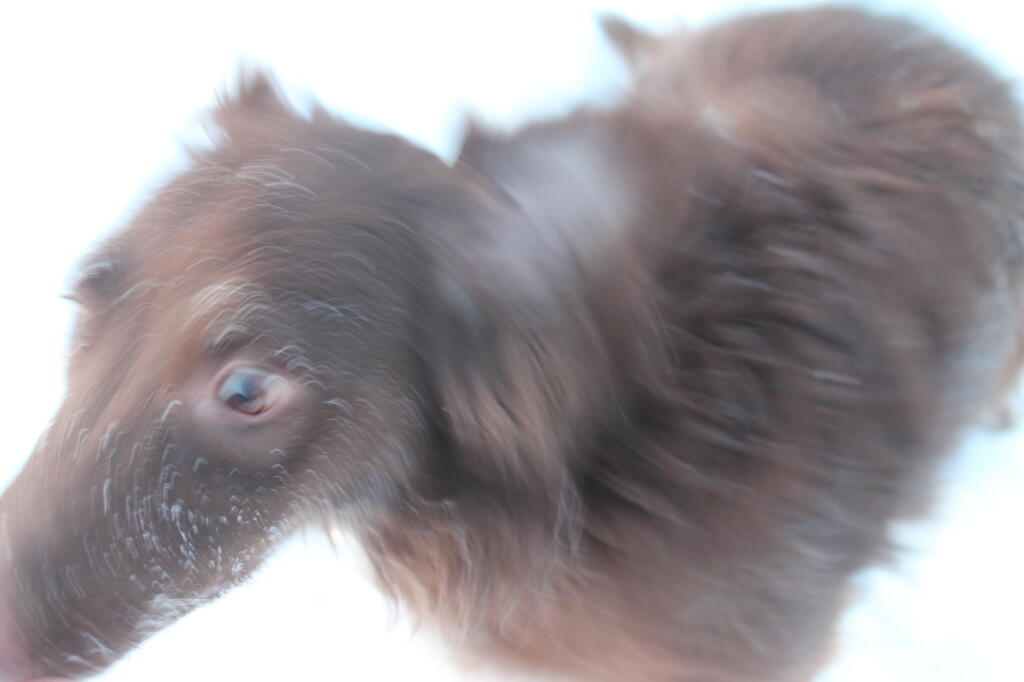 Photo: Dog's Eye View
