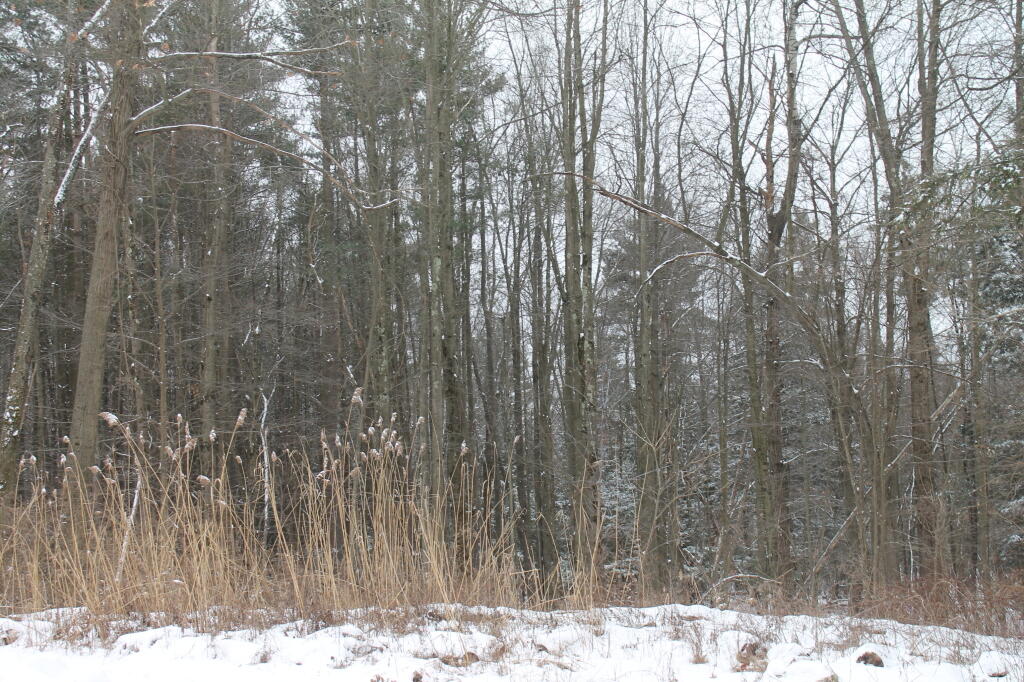 Photo: Marsh and Potential High Quality Pine Bush in Backgrounds