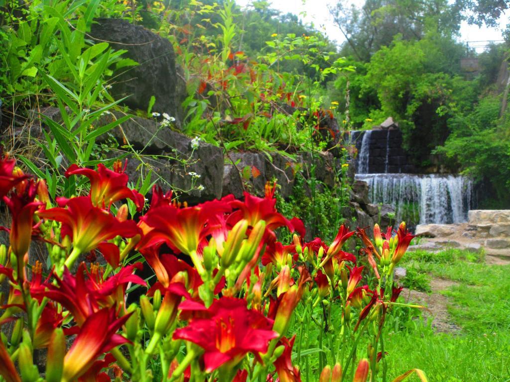 Photo: Lillies at May's Mills Photo: Lillies at May's Mills