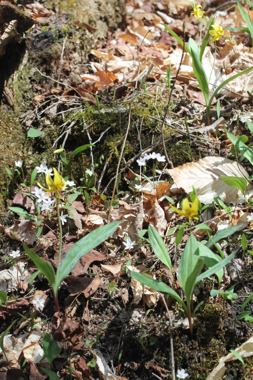 Photo: Trout Lilly