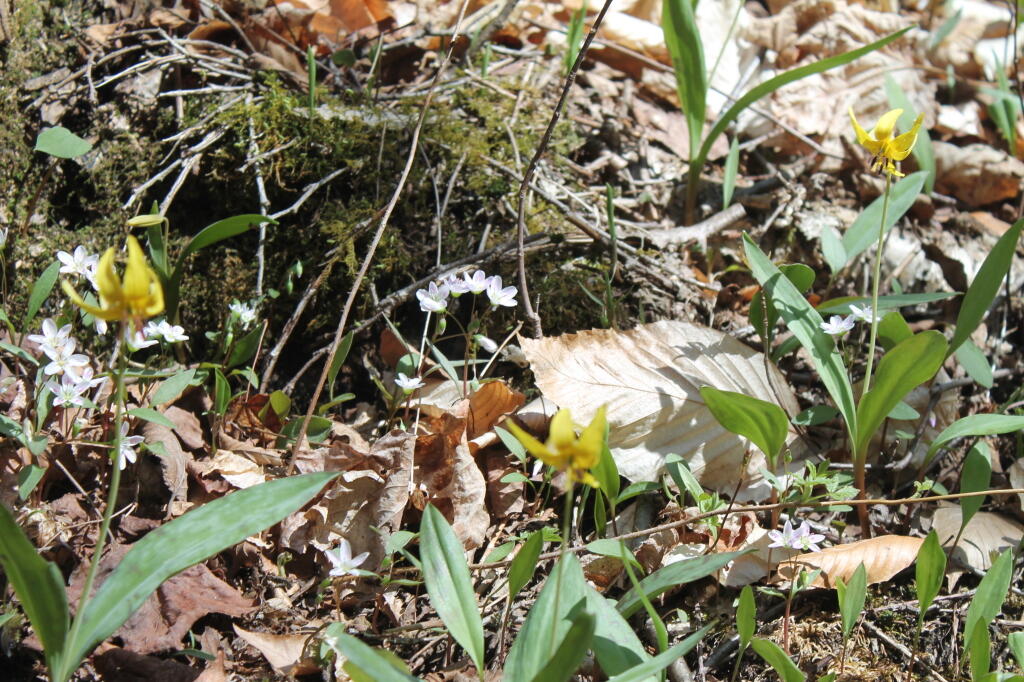Photo: Wildflowers
