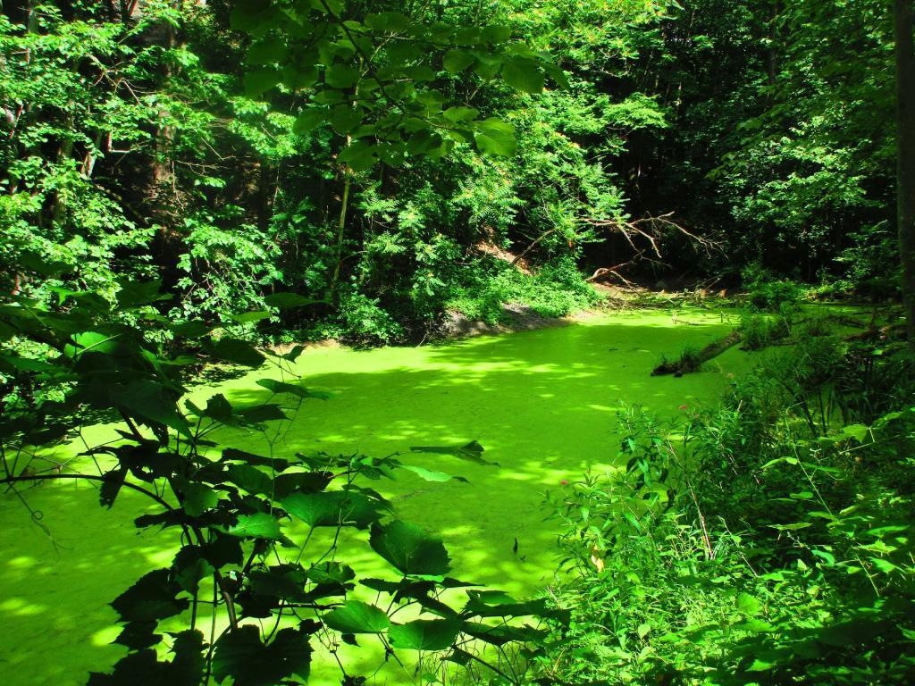 Photo: Old Crooked Lake Canal Photo: Old Crooked Lake Canal