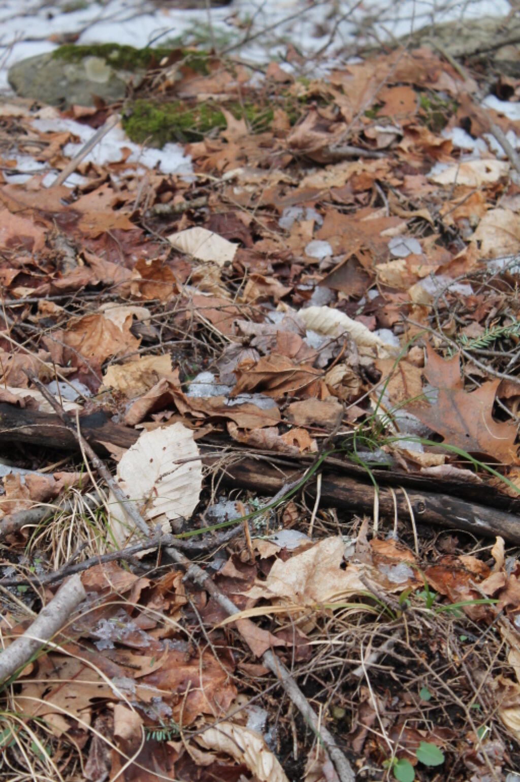 Photo: Leaves