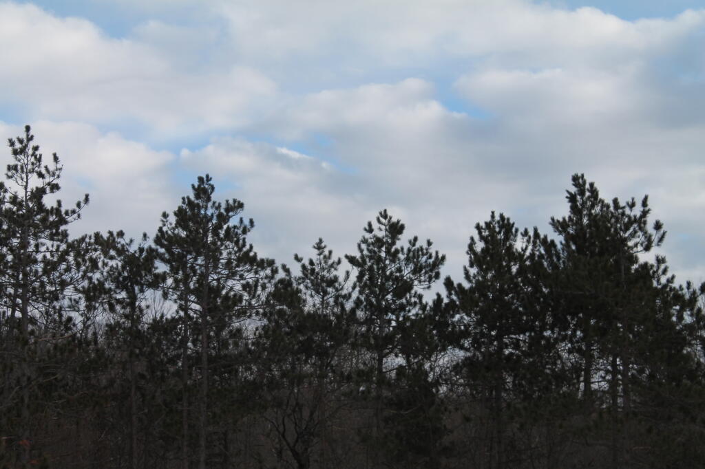 Photo: White Pine