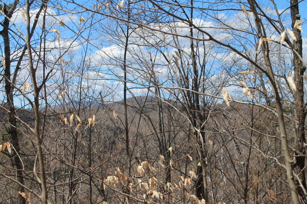 Photo: Blue Mountain in the Distance