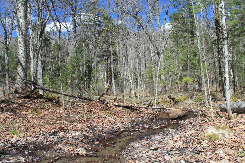 Photo: I think that's the Trail