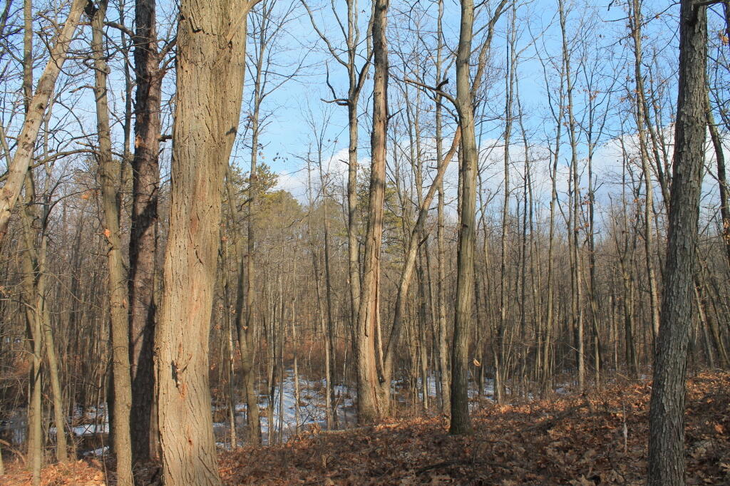 Photo: Wetlands from Top of a Sand Dune