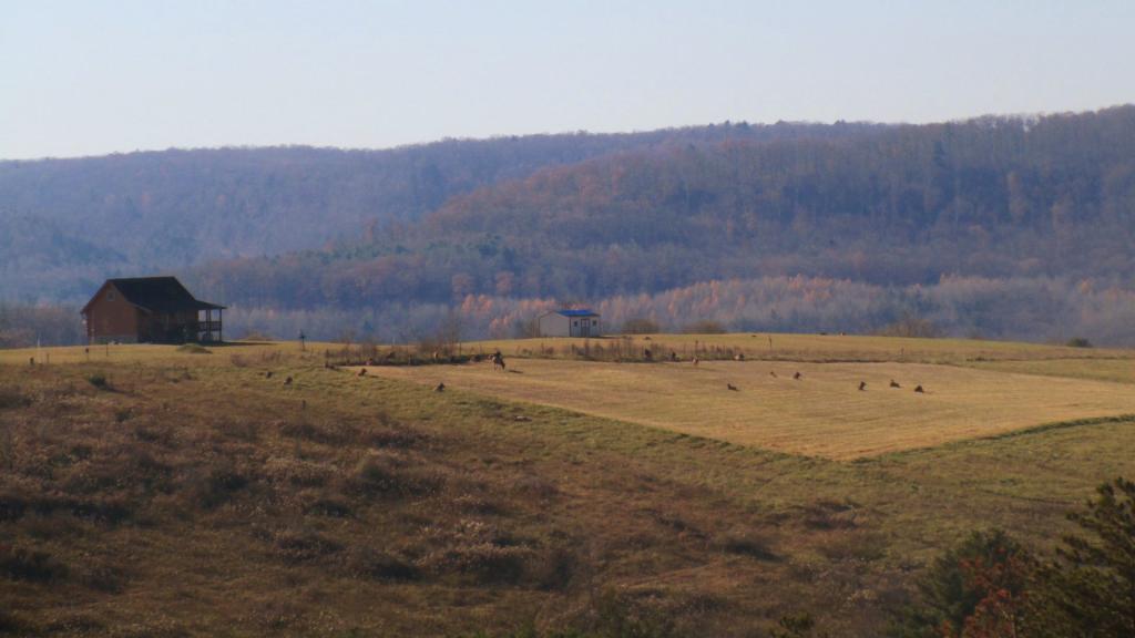 Photo: Elk Lounging Around in a Field
