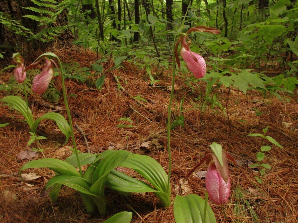 Photo: Lady Slippers