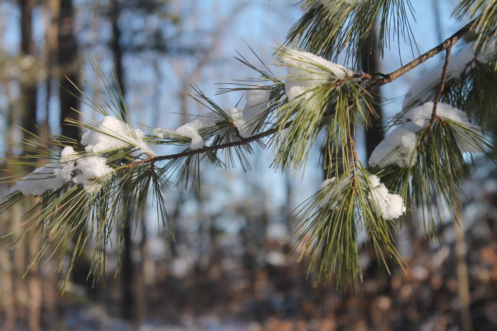 Photo: Snow