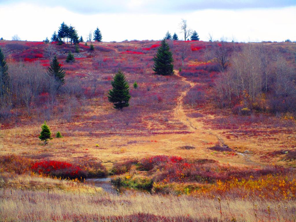 Photo: Beyond Red Creek to the Heath Barrens Photo: Beyond Red Creek to the Heath Barrens